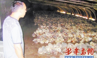 青岛鲜菇市场普遍价高 ()