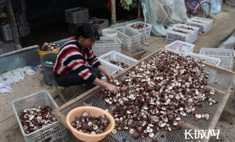 辽宁宽城县大石柱子乡种蘑菇让贫困乡变成富裕乡 ()
