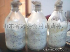 菌种厂供应灵芝菌棒图1