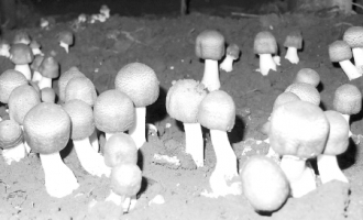 巴西蘑菇在南阳安家 ()