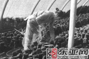 村民正在向菌棒內注水