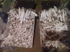 常年销售鲜鸡腿菇图1