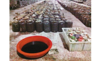 防空洞里种蘑菇 异味熏坏周边居民 ()