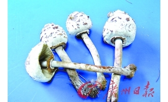 毒蘑菇放倒一家三口 ()