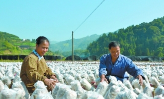 广西龙胜双洞村大力发展食用菌 ()