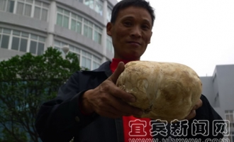 宜宾市民捡到两个大蘑菇 ()