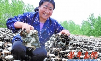 小小食用菌赢得大收益 ()