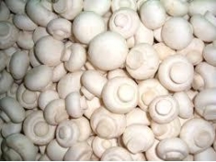 供应双饱蘑菇草菇菌种图1