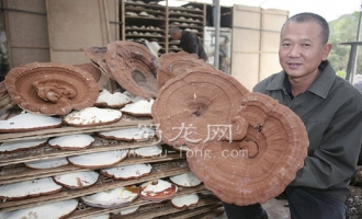 绵阳“香菇大王”的百亩大棚灵芝喜获丰收 ()