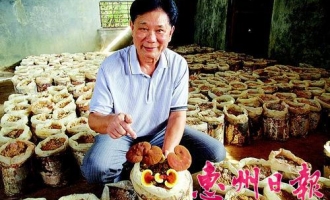 惠州龙门县农户仿野生灵芝栽培年收入超10万 ()