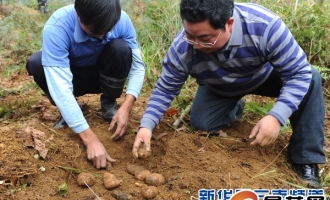 云南省彝良县小草坝乡天麻种植总产值超过5亿元人民币 ()