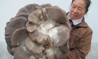 杨树上长出6.4公斤的蘑菇 ()