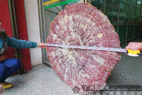 贺州市民发现巨大"蘑菇" 这把"大伞"是不是灵芝？