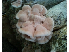 榆耳  13615477189图1