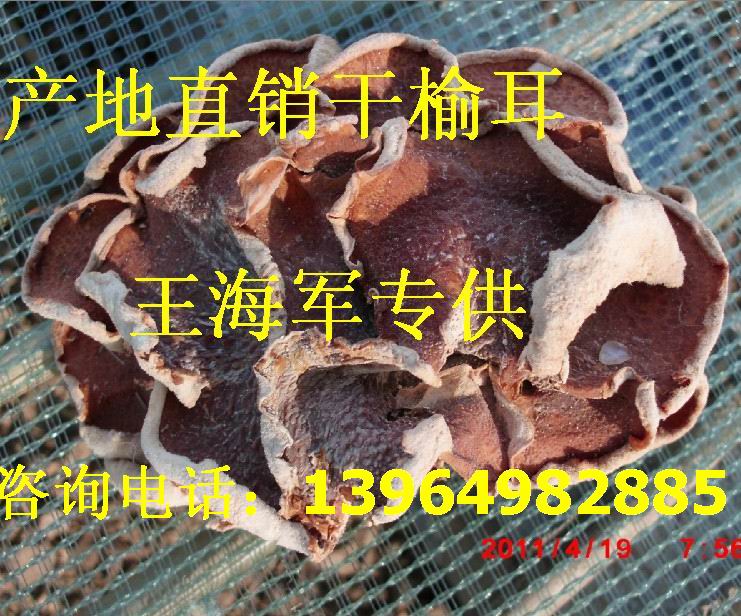 山东省鱼台县榆耳产业