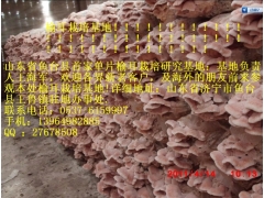 批发干榆耳 出售干榆耳 销售干榆耳图1