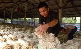 广西玉林市树林里种植蘑菇受市场青睐 ()