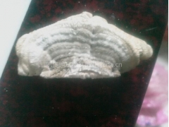 供应野生榆耳图1