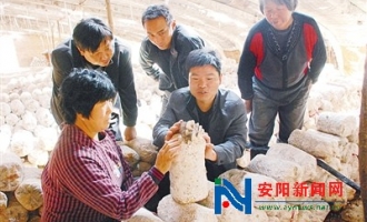 河南汤阴县鼓励农民种植食用菌增收致富 ()