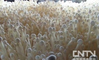 白色金针菇可周年生产