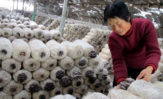 兴平市：大棚蘑菇种植增加了农民收入 ()