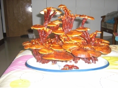 山东冠县靖当铺灵芝种植园供应鹿角灵芝盆景图1