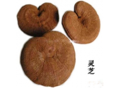 山东冠县靖当铺灵芝种植园供应韩芝图1