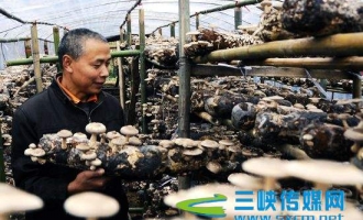重庆万州区郭村镇大力发展青杠香菇产业 ()