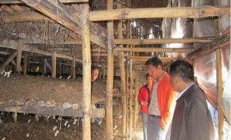 广西农技领导到柳州市检查指导食用菌生产 ()