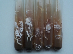 孢子分离筛选种