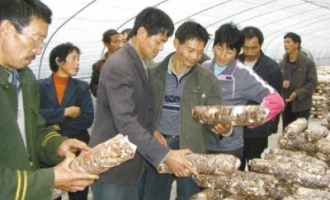 武义县香菇示范户为村民介绍香菇种植技术 ()