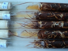 孢子分离试验种