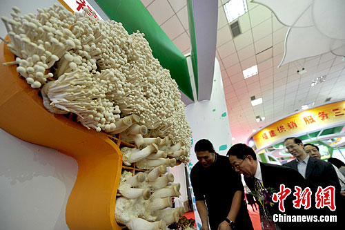 第五届中国蘑菇节在漳州举行