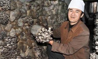 徐琳沣种蘑菇一年四季有收入 ()