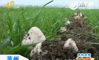 麦地里长出蘑菇　是偶然还是必然？ ()