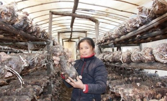 湖北安陆市农家女发展食用菌种植产业年产值4000余万元