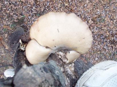 早报讯 前几天连着下了几场雨，给市民崔女士带来了一个意外惊喜：她到胶南开发区橡树林公园游玩时，发现了一簇大蘑菇。记者咨询专家了解到，这是野生平菇，可以食用。