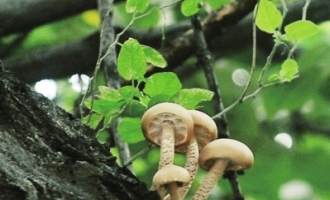 树上长的蘑菇不知道能不能吃？ ()