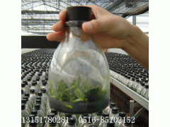 菌种瓶菌苗瓶菌瓶食用菌瓶组培瓶培养瓶虫草瓶耐高温透气瓶盖图1