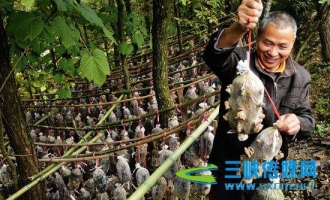 重庆：青木冈木耳袋装菌种悬吊种植 ()