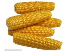 求购玉米,小麦,大豆,高粱,碎米图1