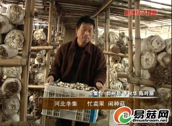 河北辛集：忙卖果闲种菇。央视视频截图。