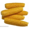 本单位常年求购玉米小麦大麦大豆高粱