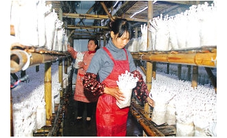 邵武市玖发菇业公司生产的海鲜菇销往全国各地 ()