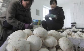 食用菌种植成为新疆察布查尔锡伯自治县农民增收的渠道 ()