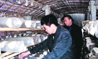 贵州金沙县源村乡种植优质香菇产品远销韩国 ()
