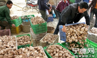 众多商贩到福建屏南县熙岭乡塘后村采购香菇