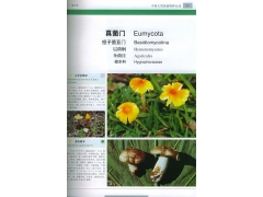 中国大型真菌图2