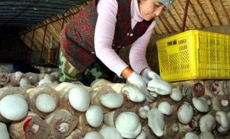 新疆巴里坤县牧民通过食用菌种植增加收入 ()