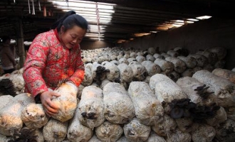山东聊城反季节规模种植蘑菇巧创收 ()